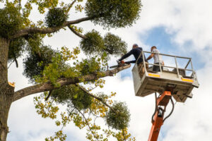 Tree Care